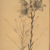 Lilium candidum