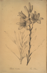 Lilium candidum