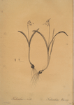 Galanthus nivalis