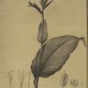 Canna indica