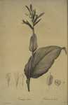 Canna indica