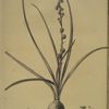 Hyacinthus serotinus