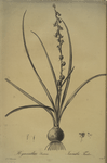 Hyacinthus serotinus