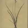 Hyacinthus viridis