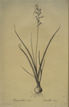 Hyacinthus viridis