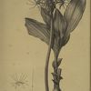 Haemanthus multiflorus