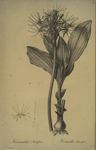 Haemanthus multiflorus