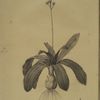 Scilla Lilio-hyacinthus