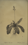 Scilla Lilio-hyacinthus