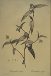 Commelina vulgaris