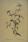 Commelina africana