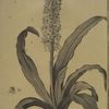 Eucomis punctata