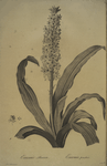 Eucomis punctata