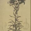 Lilium bulbiferum