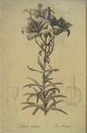 Lilium bulbiferum