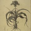 Iris scorpiodes