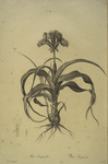 Iris scorpiodes