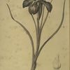 Iris xyphioides