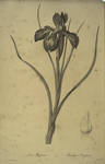 Iris xyphioides