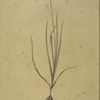 Allium roseum