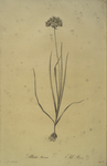 Allium roseum