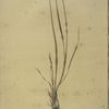Allium foliosum