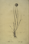 Allium foliosum