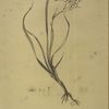 Phalangium bicolor