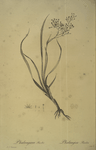 Phalangium bicolor