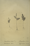 Mayanthemum