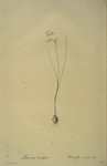 Leucojum grandiflorum