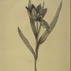 Tulipa oculus-Colis