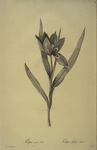 Tulipa oculus-Colis