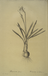 Narcissus Gouani