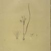Ornithogalum fistulosum