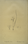 Ornithogalum fistulosum