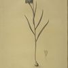 Fritillaria meleagris