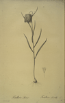 Fritillaria meleagris