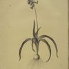 Scilla non scripta
