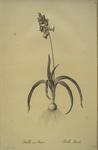 Scilla non scripta