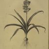 Scilla patula