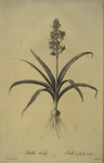 Scilla patula