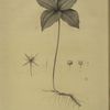 Paris quadrifolia