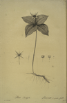 Paris quadrifolia