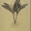 Convallaria majalis