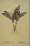 Convallaria majalis