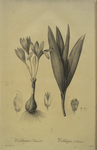 Colchicum autumnale