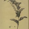 Polygonatum multiflorum