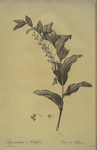 Polygonatum multiflorum