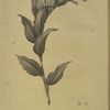 Smilacina racemosa